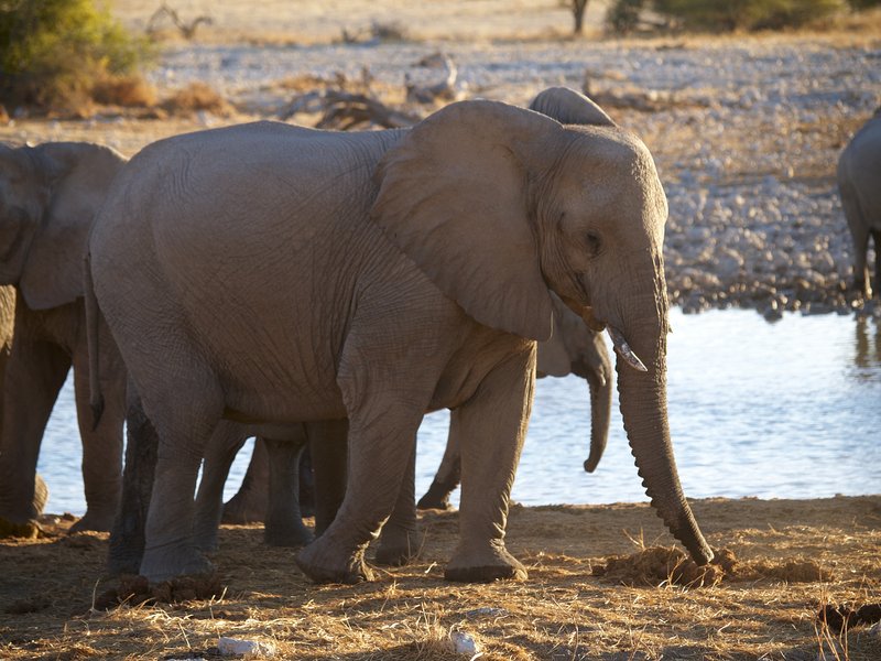 Elephant, Etosha National Park,
        Okaukuejo